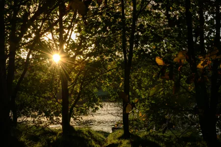 Forêt enneigée au soleil image libre de droit