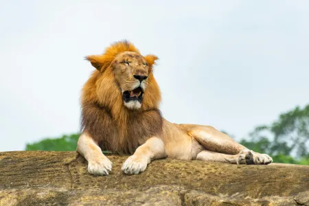 Un lion couché dans la savane avec une lumière dorée. image libre de droit
