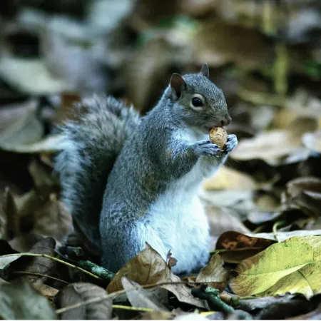 Écureuil image libre de droit