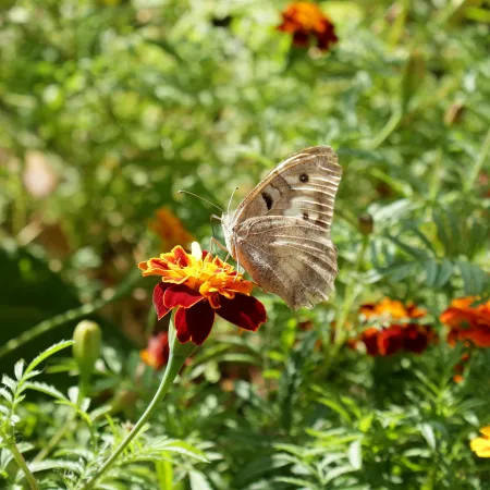 Papillon posé sur fleur image libre de droit