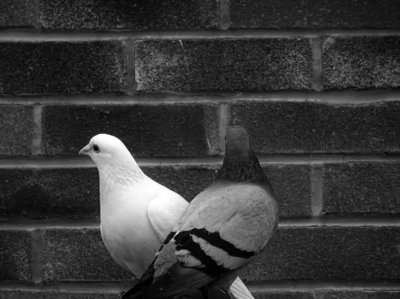Pigeon image libre de droit