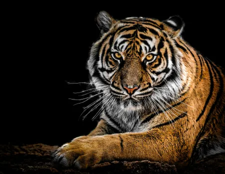 Un tigre image libre de droit
