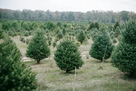 Une forêt en renaissance image libre de droit