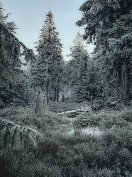 La brousse image libre de droit