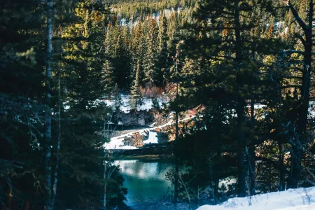 Une forêt image libre de droit