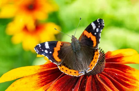 Un beau papillon sur une fleur image libre de droit