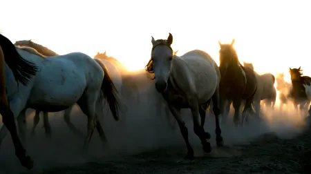 Des chevaux image libre de droit