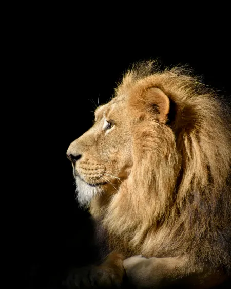 Un lion image libre de droit