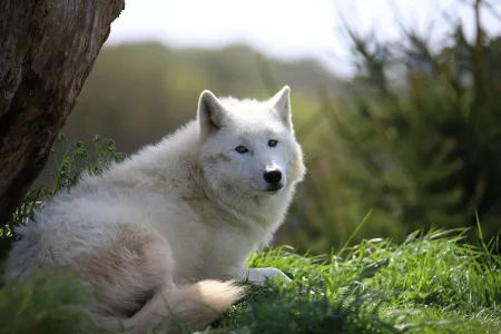 Un loup blanc - une louve image libre de droit