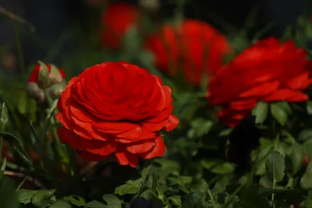 Une fleur image libre de droit