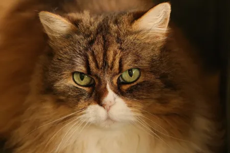 Portrait rapproché d’un chat aux yeux verts image libre de droit